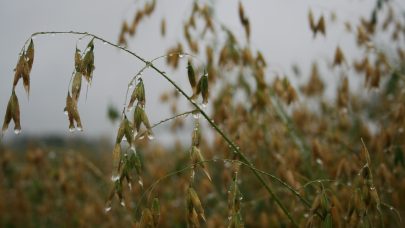 Havrerisle regn Foto: Unni Abrahamsen