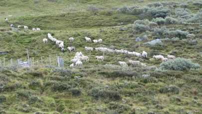 Sau pa beite Foto Oppdal kommune