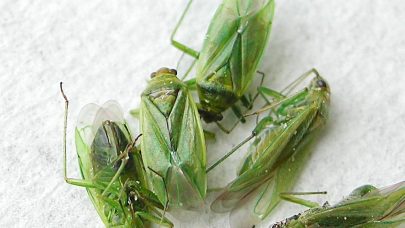 Voksne hageteger Foto N Trandem NIBIO Hentet fra Plantevernleksikonet