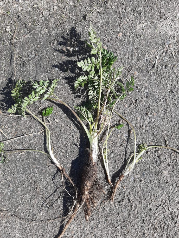 Hundekjeksmorplante med nye smaplanter Foto Ragnhild Renna