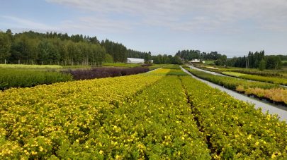 Planteskoler 1 Liv Knudzon