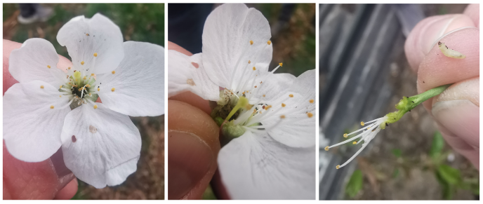 Kirsebaermoll blomst skade