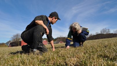 Lise og Erik Willgohs studerer grasdekket etter overvintringen